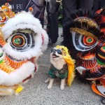 Lion dance Honolulu, Hawaii