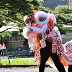 Lion Dance Hawaii | Saam Fu