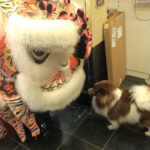 Lion Dance Prince Kuhio Plaza Hilo